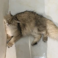 Muaw🌧