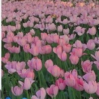 dàn công của amane