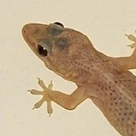 Thằn lằn ngu ngốk đáng êu cutoe