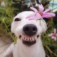 Con cờ hó