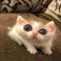 tg cute phô mai que hột me xí muội