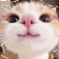 Cừu con siu dzaii