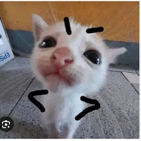 nv có như ko