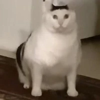 t/g