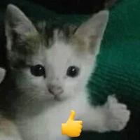 All trừ ai thì trừ