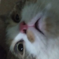 Yuu