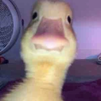 Ck iu (౨ৎɴʜɪɪ౨ৎ)