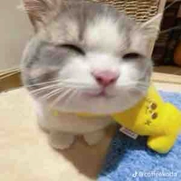 cat ( nói chung là my🤡)