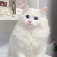 rhyder (dạng mèo)