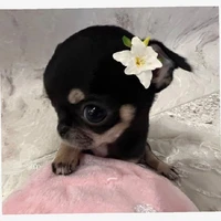 Tác giả cute phô mai queee😖