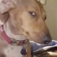 khang [ bé bot tr lớp ]