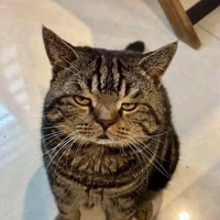 Hoàng thượng mê ngủ