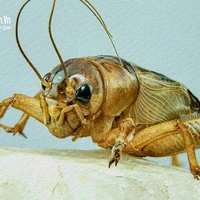 diễn viên phụ(dế) =)