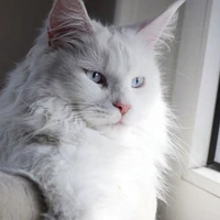 Ocean[Mèo MaineCoon]