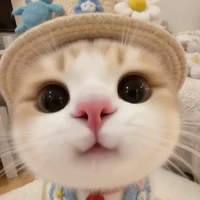 Meow - Tác Giả
