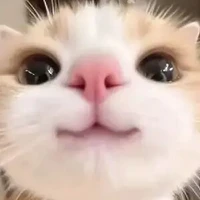 Mê opt chill nhất tg