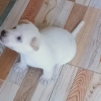 hệ thống mèo