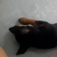 NVP