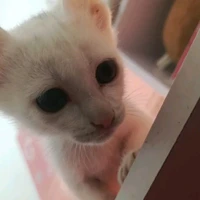 nhỏ xồn làm