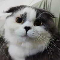 t/g khùng điên