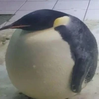 Cục não của t/g