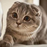 Die [ Hệ thống 003 ]