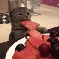 Tuii Là Tác Giả