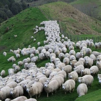 Đàn cừu 
