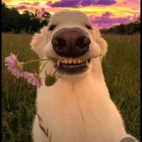 hệ thống đzai nhất tg