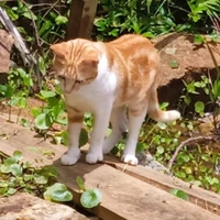 giấc mơ từng rất thơ