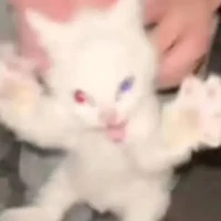 T/g Chubby 89 Cân