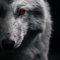 Poro (Sói của Boun)