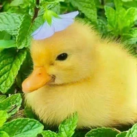 Vịtt