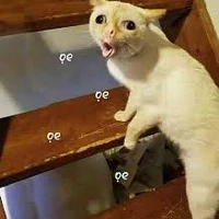 mèo của zanis