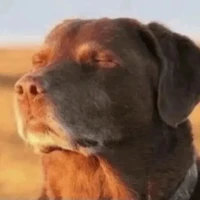 đa cấp nhân vật