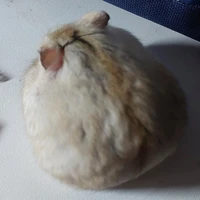 ít mi