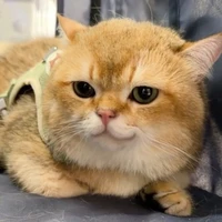 Tiểu Bối (Hệ thống 207 )