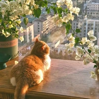 All《có mặc tại đó》