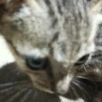 t/g thèm l harken 🤑🤙