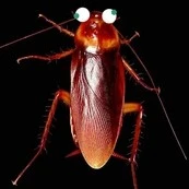 hệ thống [Riu]