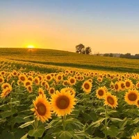 Hướng Dương nhỏ 🌻