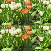 Nhỏ học ngu (T/g)