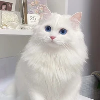 Mèo anh lông trắng