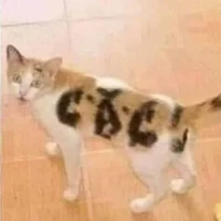 cả đám hệ thống