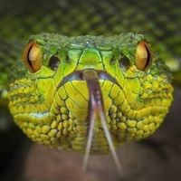 Đứa 🐍 độk