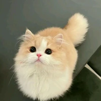 mèo sức mạnh