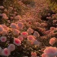 Cô giáo( chị họ hiha)