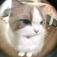 là mèo nhưng tên thỏ