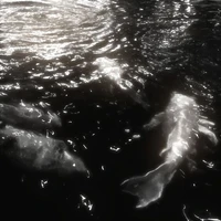 °𝑼𝑵𝑲𝑵𝑶𝑾𝑵°