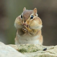 Reyes - Hệ thống 1604